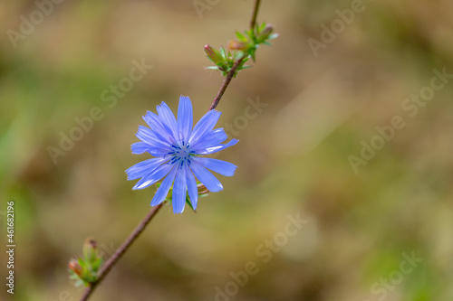 Selective focus of white blue flowers in the wild, Common chicory (Cichorium intybus) is a somewhat woody perennial herbaceous plant of the daisy family Asteraceae, Nature floral background.