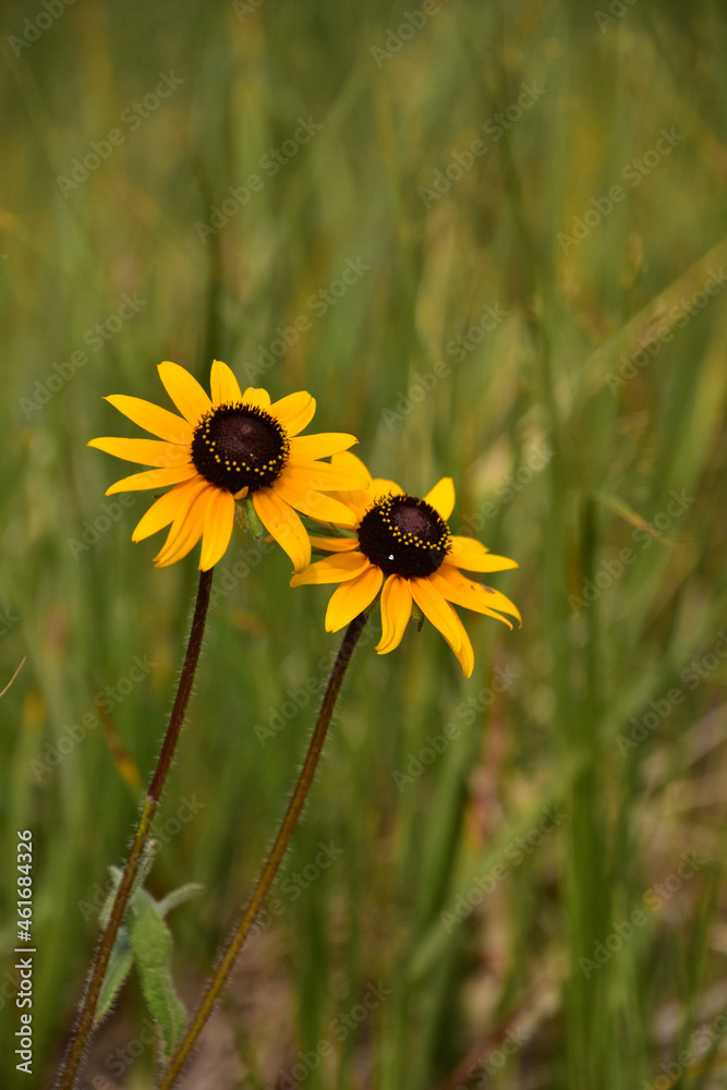 Pretty Flowering Rudbeckia Flower Blossom in a Field Pretty Flowering Rudbeckia Flower Blossom in a Field