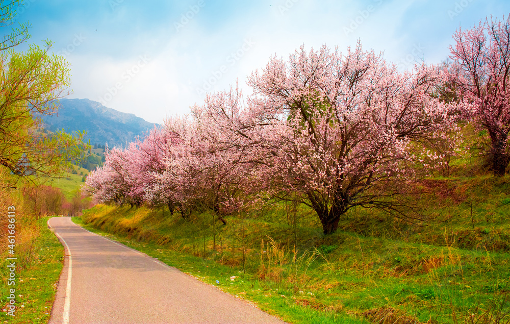 Spring blooming sakura trees. Pink flowers Sakura Spring landscape with blooming pink tree. Beautiful sakura garden on a sunny day.Beautiful concept of romance and love with delicate flowers.