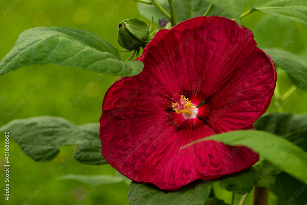 Red hibscus blossom with nature background Red hibscus blossom with nature background