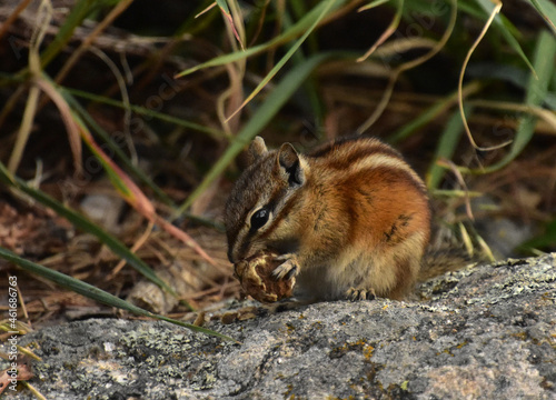 Chipmunk Eating an Acorn While on a Rock