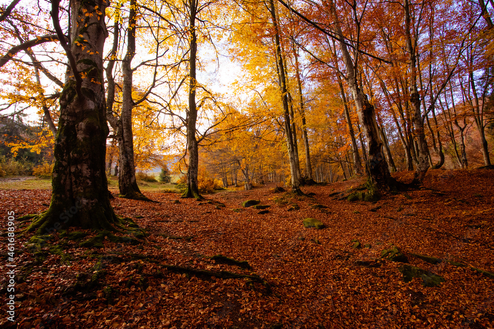 Obraz premium The path is leading up in the autumn forest