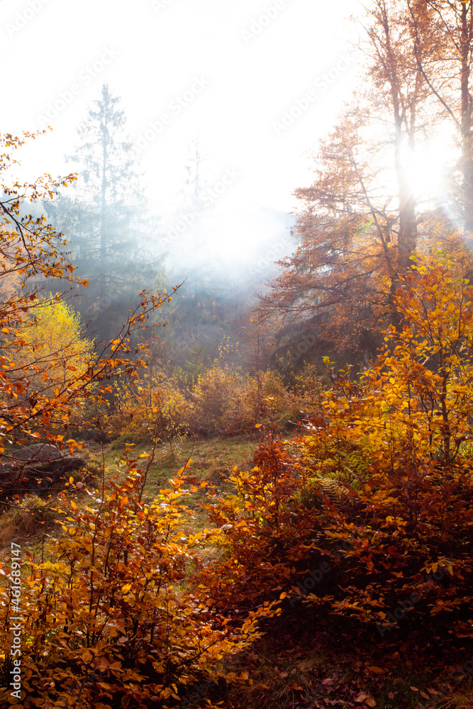 The bright sun rises over the hill in the autumn forest