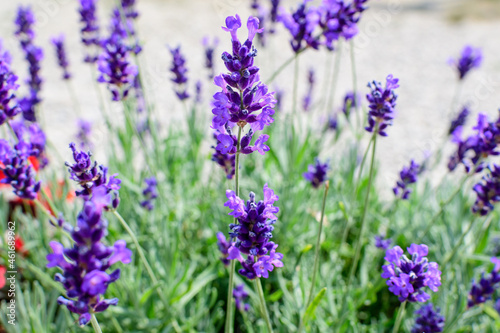 Many small blue lavender flowers in a garden in a sunny summer day photographed with selective focus  beautiful outdoor floral background.
