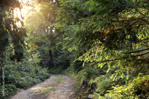 Fototapeta Naklejka Na Ścianę i Meble -  Picturesque view of beautiful forest with path