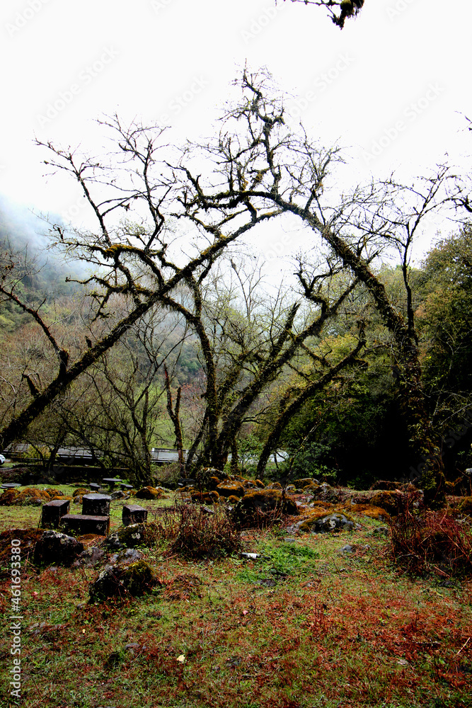 Bosque en la Subida a Tafí del Valle 8Tucumán-Argentina) Bosque en la Subida a Tafí del Valle 8Tucumán-Argentina)