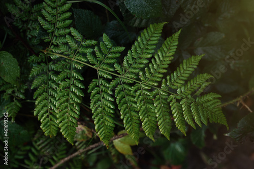 Green fern growing in forest  top view