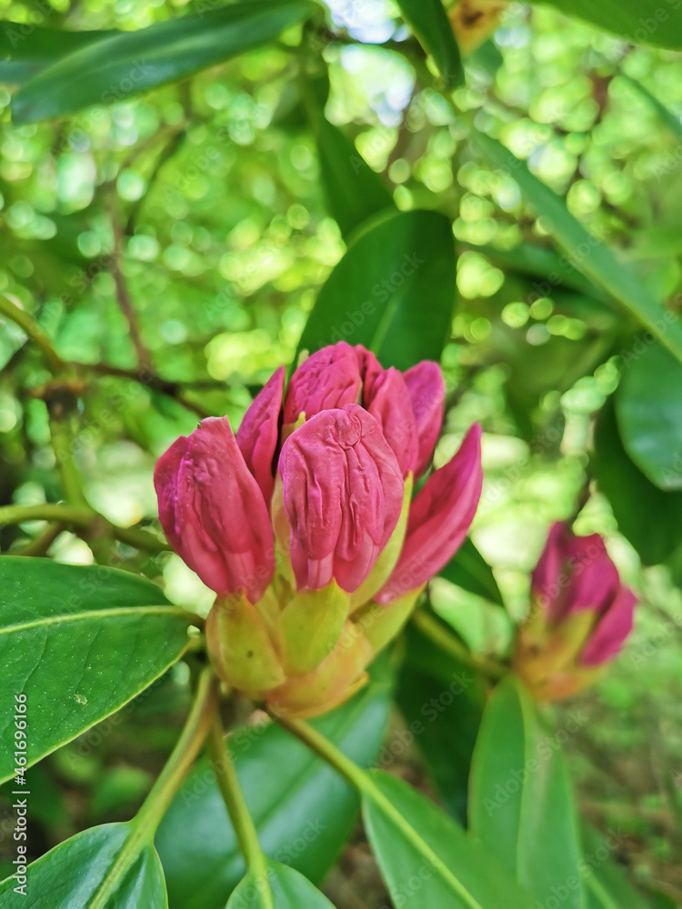 A bud of rhododendron is beginning to bloom in the botanical garden of St. Petersburg.
