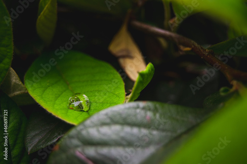 Imagen horizontal a color del rocío sobre una hoja verde alrededor de una planta difuminada. © Angela Menendez