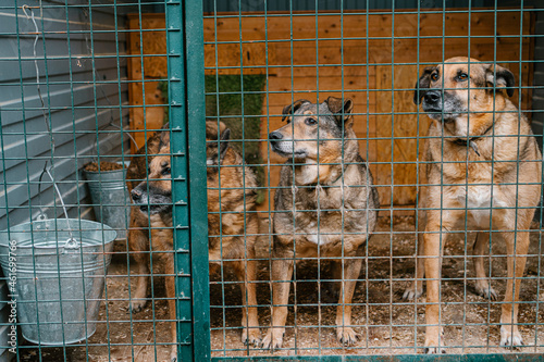 dog in a cage at a dog shelter