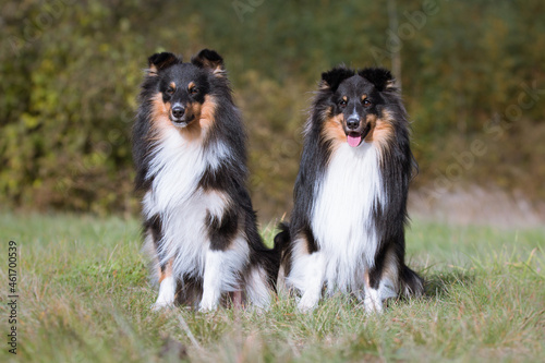 Two cute, fur black white tricolor shetland sheepdog, small collie outdoor portrait on early autumn time. Sheltie on a big stone with background of first yellow and orange autumn leaves 