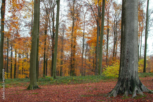 Beech trees grove in autumn