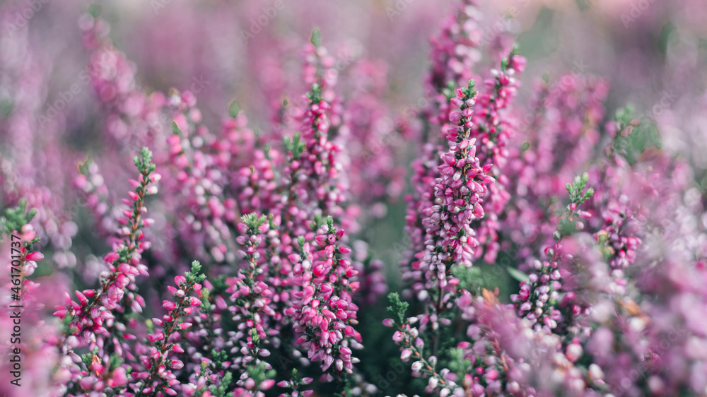 Obraz premium Blooming purple and pink heather flowers Calluna vulgaris close-up photography
