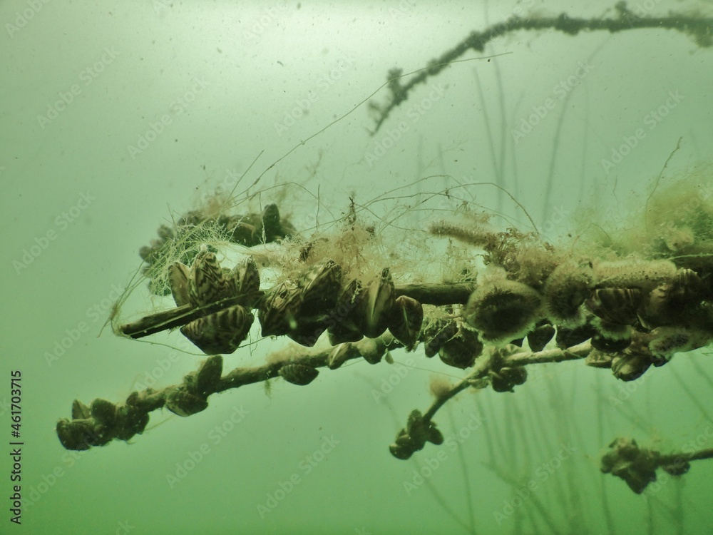 zebra mussel Dreissena polymorpha small freshwater mussel The species
