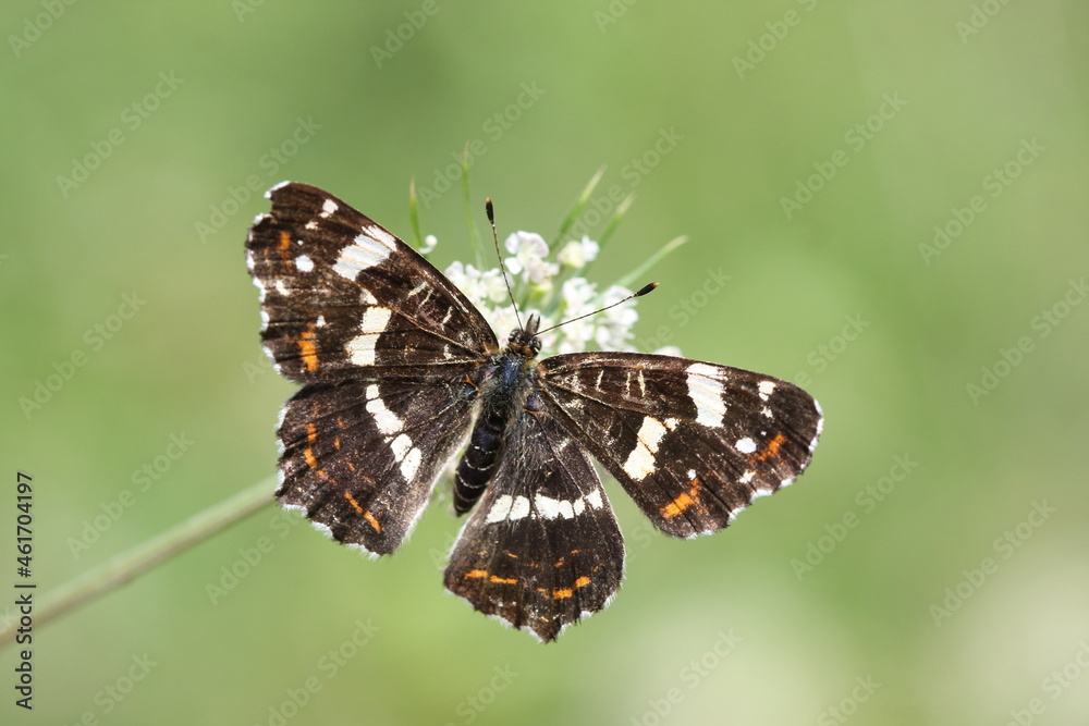 butterfly on a flower