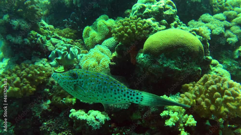 filefish filefish