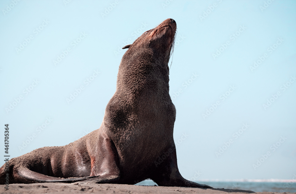 Naklejka premium Lonely brown fur seal sits on the ocean on a sunny morning