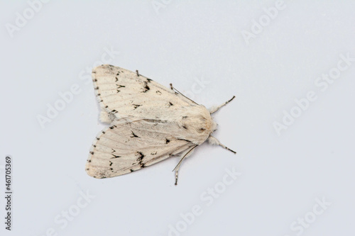 The Miller (Acronicta leporina) moth, very pale version, isolated on clean background photo