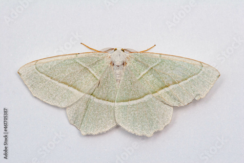 Light Emerald (Campaea margaritata) moth isolated on a clean background photo