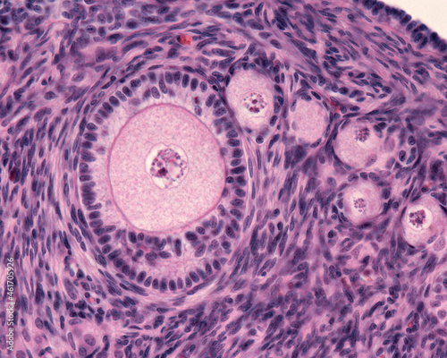 Ovary. Primary follicle