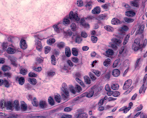 Mitosis. Ovarian follicle photo