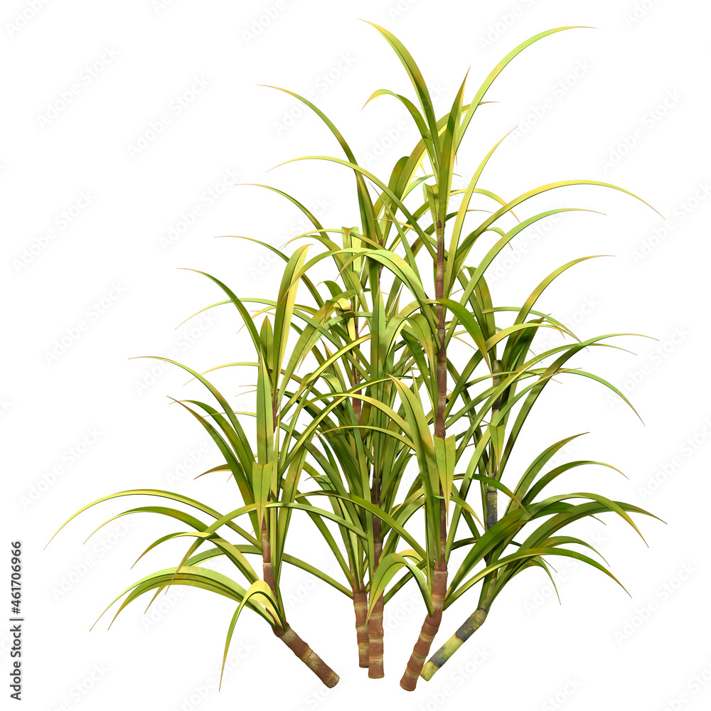 3D Rendering Sugercane Plant on White