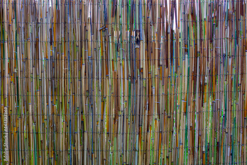 Fototapeta premium thin Bamboo trunks fence in the garden.