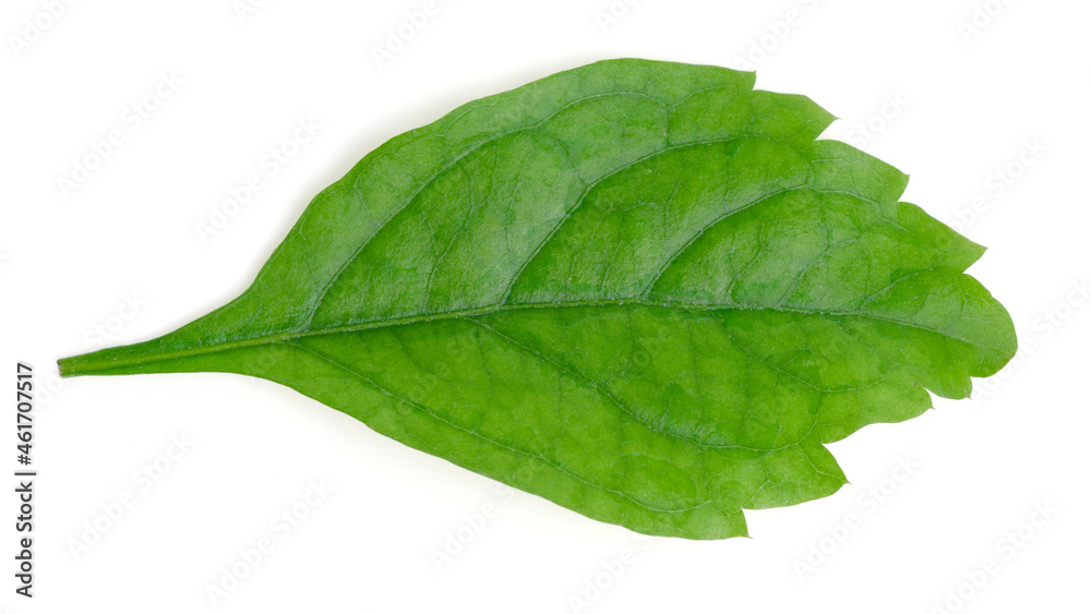 Top view green leaves on white background. Top view green leaves on white background.