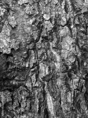 the bark texture with a slit hole, the surface of the tree trunk in grey color. the natural texture of the forestry.