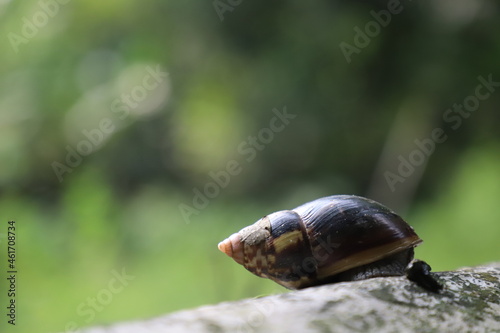 A lone snail on a wall with space to write your text