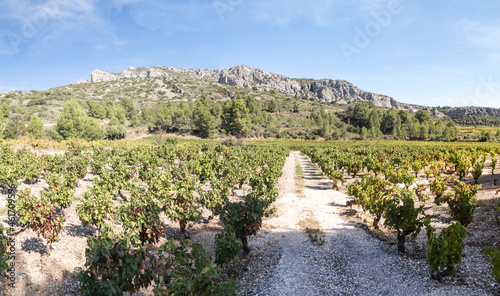 Les vignes devant la serre de Vingrau 