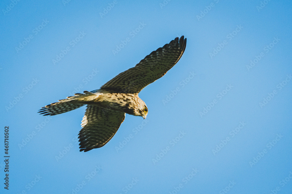 Obraz premium turmfalke, falke, kestrel, vogel, bird, greifvogel, raptor, fliegen, feder, feather, schnabel, flügel, jagen, hunt, natur, wild lebende tiere, wild, gras, tier, braun, park, green, flughafen, tempelho