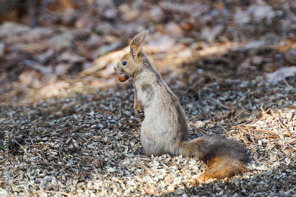 Naklejka premium どんぐりを咥えるリス①