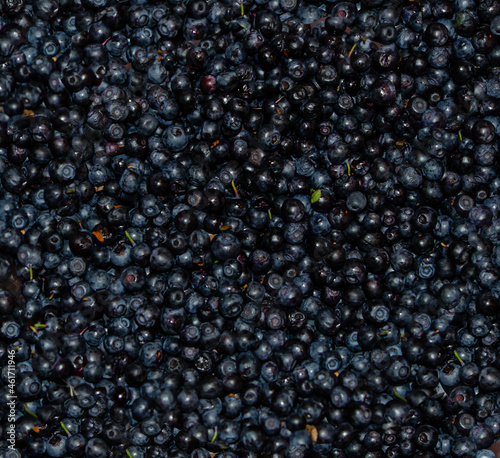 blueberry berries, background