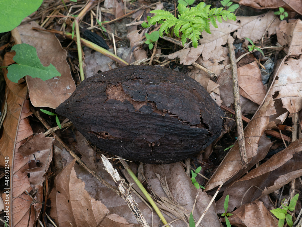 Damaged cacao or cocoa pod in the plantation in Indonesia. Damaged cacao or cocoa pod in the plantation in Indonesia.