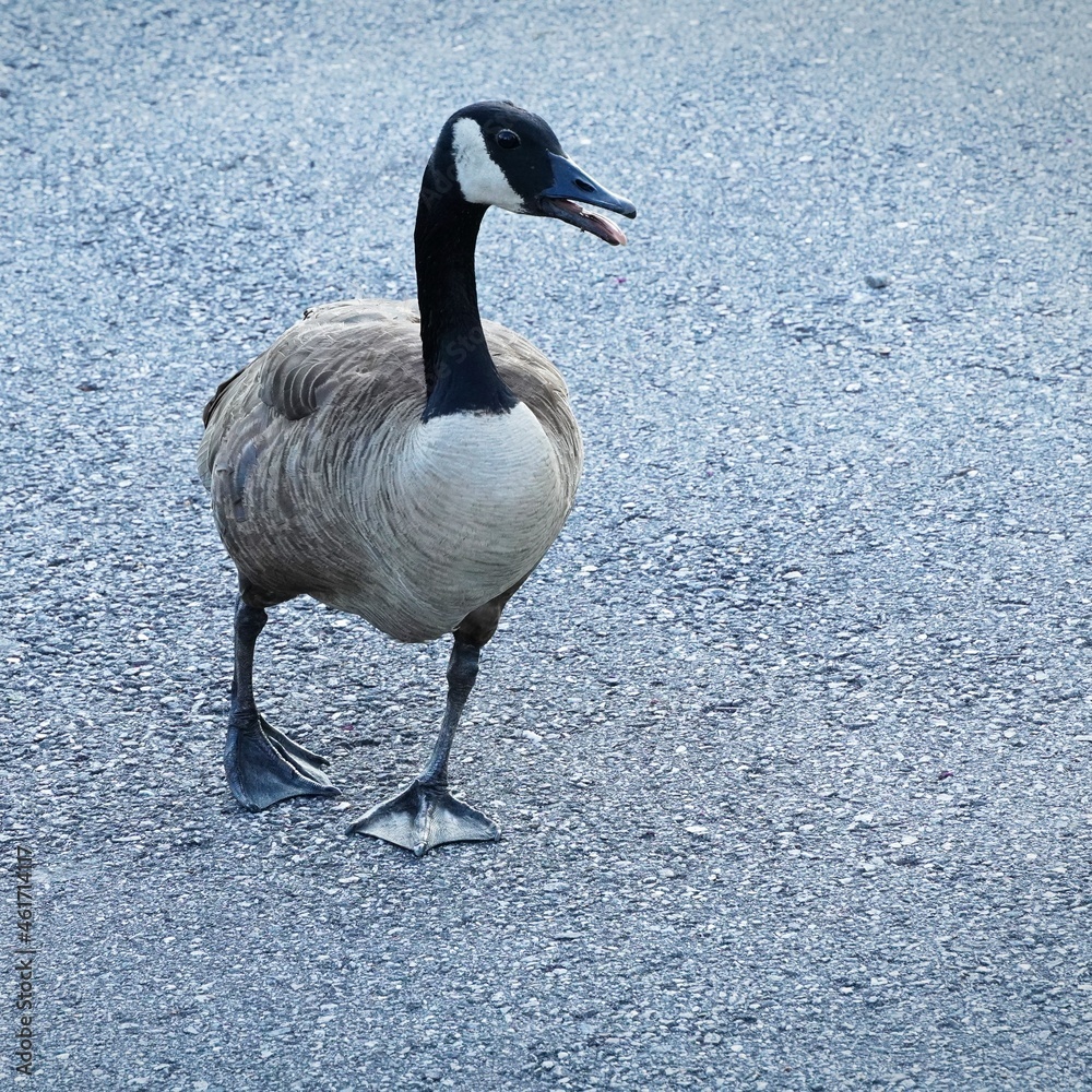 Fototapeta premium Wild goose body closeup. Bird walking with black beak open. Wildlife in human environment context concept.
