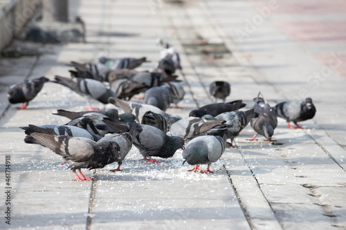 A flock of pigeons eating rice in concrete pavement. Concept : do not feed pigeon in public.