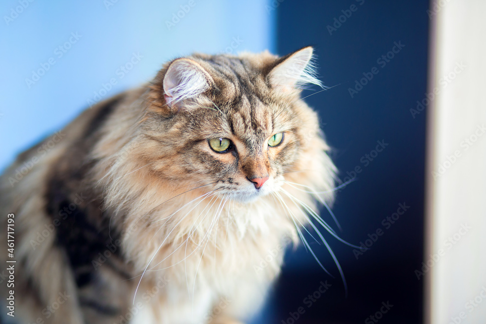 A beautiful fluffy cat of the Siberian breed sits in an apartment on the table