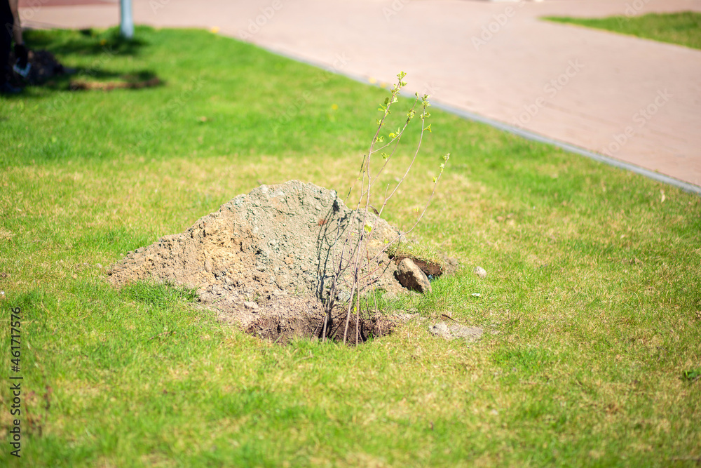 Planting trees in the urban space. Spring work in the park. A stalk of a young tree in a planting hole. Planting trees in the urban space. Spring work in the park. A stalk of a young tree in a planting hole.