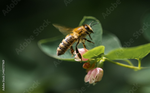 A wild bee at a flower at summer in saarland, copy space