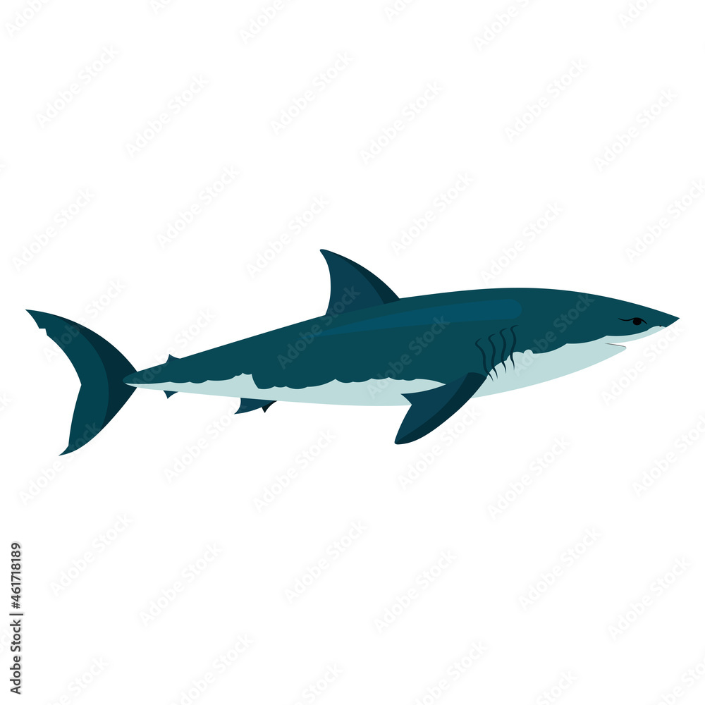 shark illustration. shark clipart on white background.
