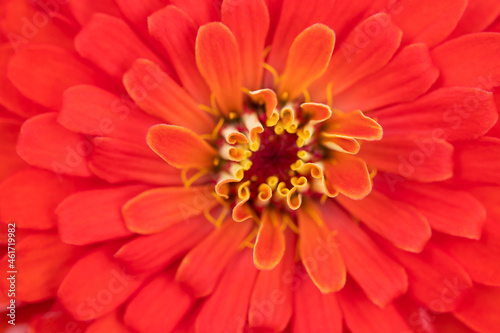 autumn flower of gerbera and calendula close-up  macro