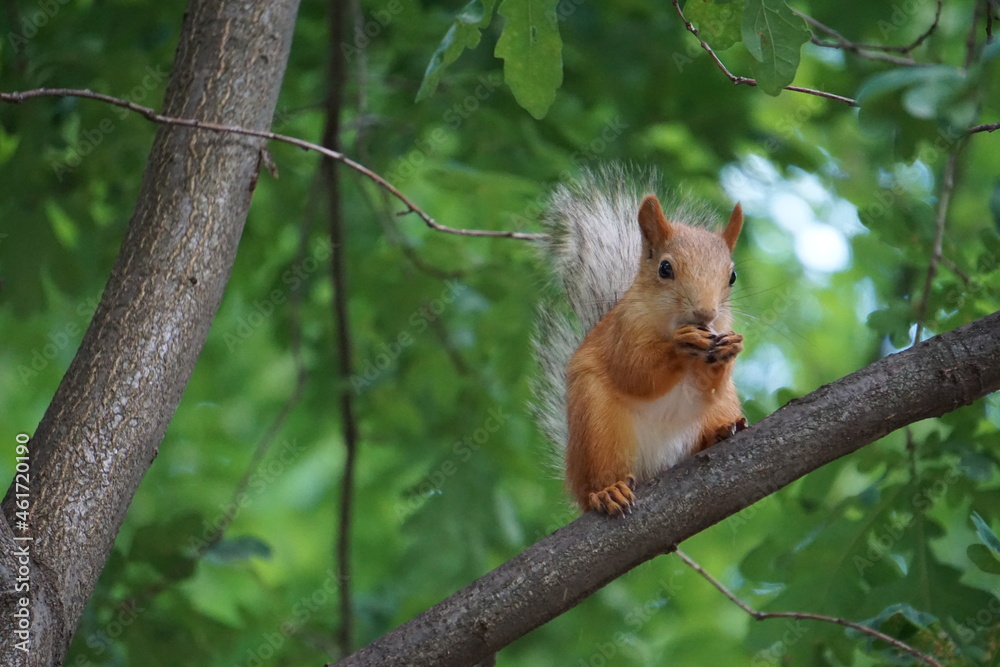 Fototapeta premium squirrel on a tree