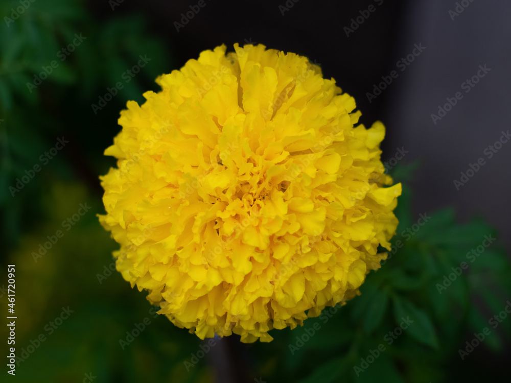 french marigolds flower in garden french marigolds flower in garden