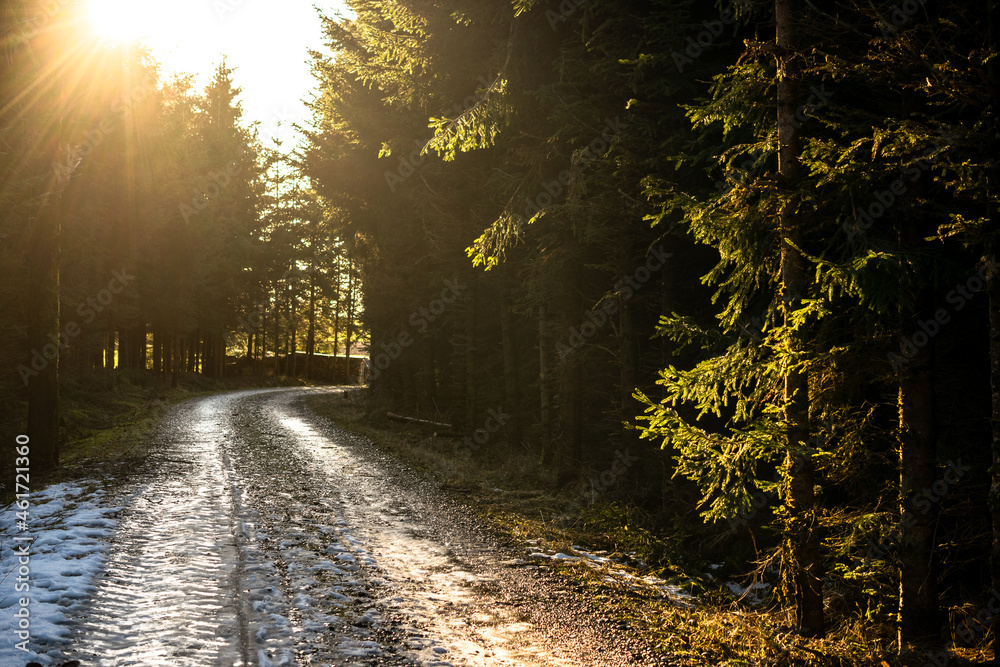 Fototapeta premium Waldspaziergang im Herbst