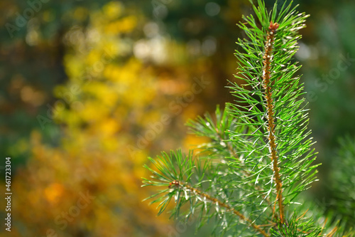 A pine branch in the autumn forest in October with a place for text