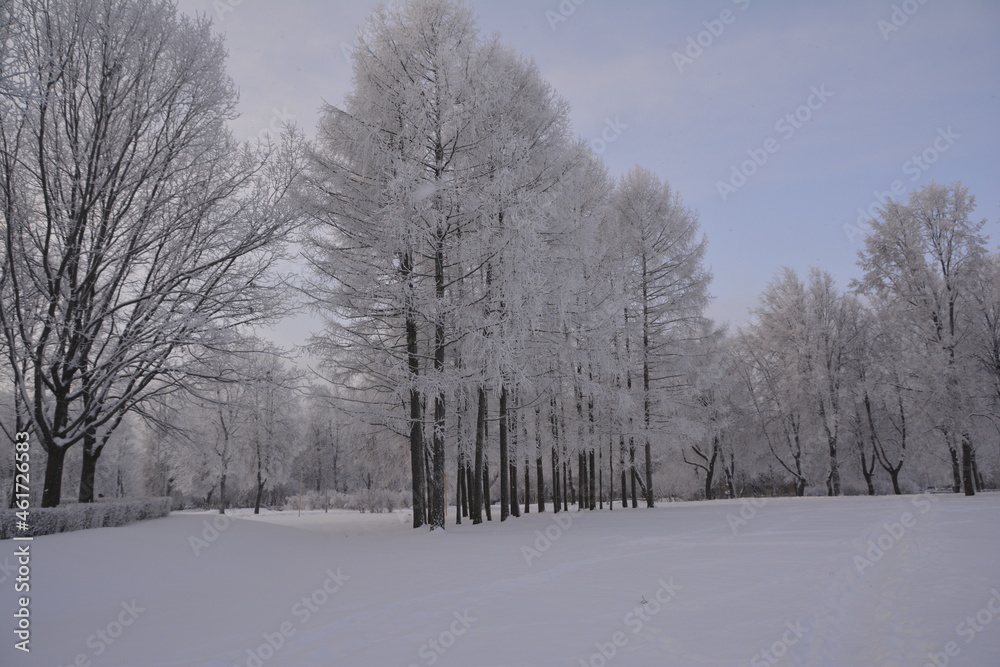Fototapeta premium snow covered trees