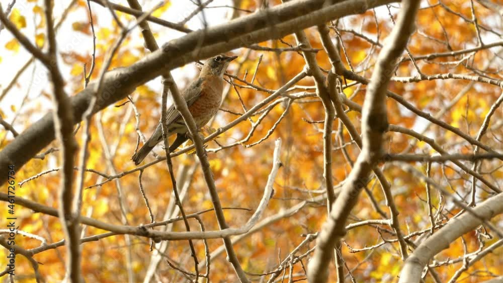 Alone Small baby robin on naked tree branches takes flight - Autumn season Alone Small baby robin on naked tree branches takes flight - Autumn season