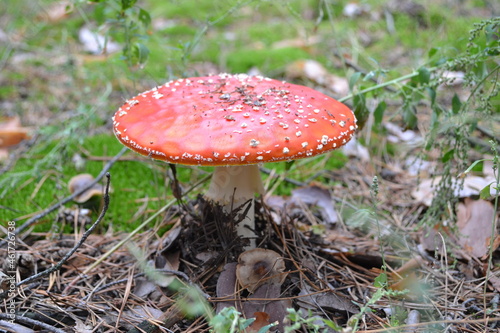A large red mushroom-fly agaric.