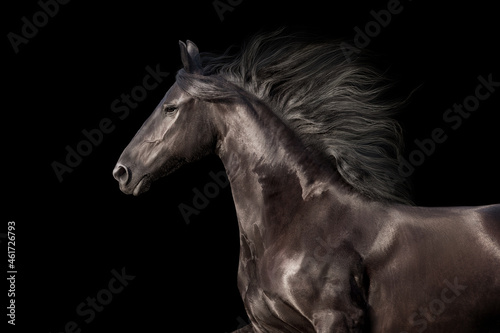 Beautiful Black frisian stallion portrait isolated on black background © callipso88